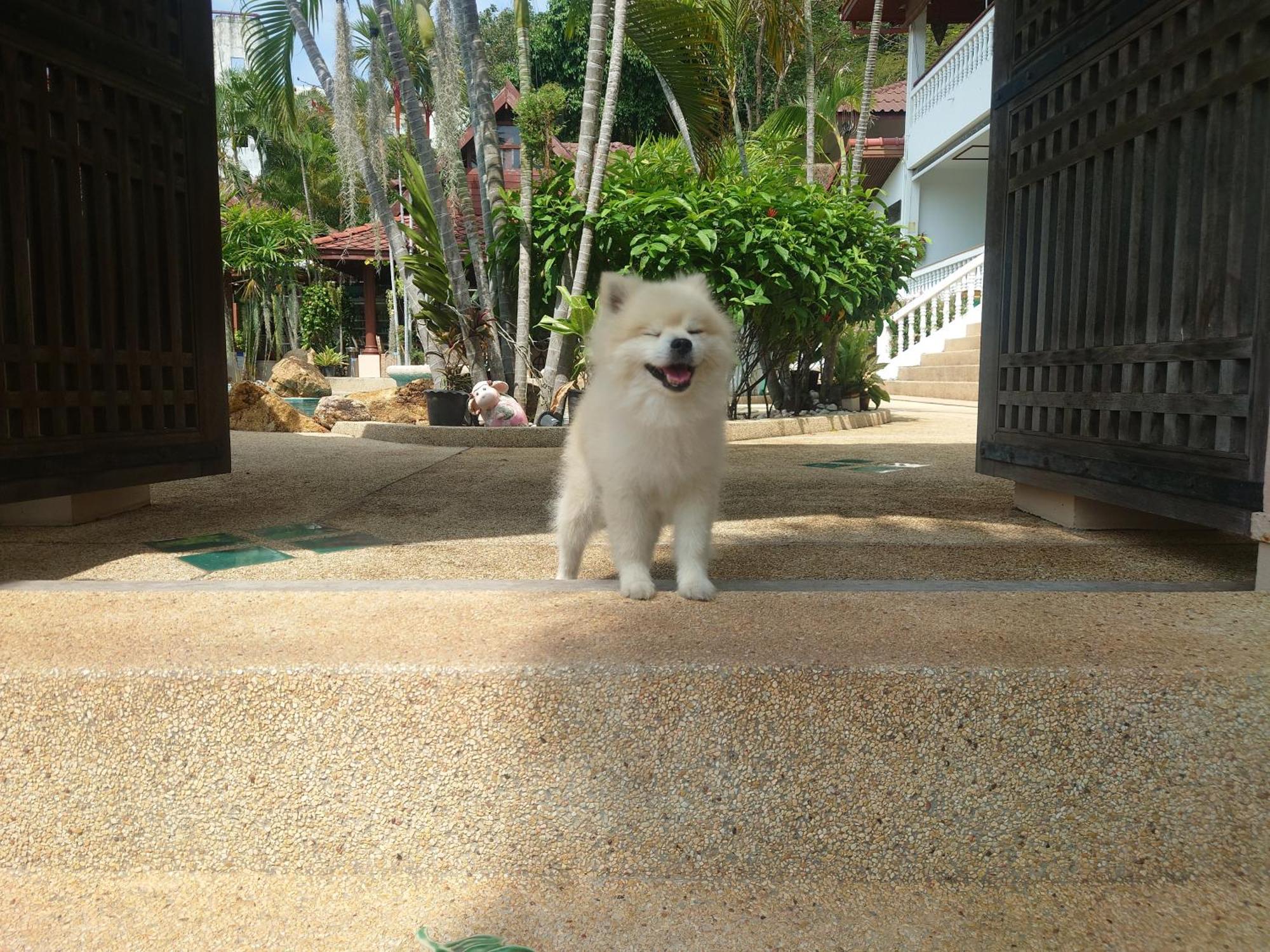 Samui Little Garden Resort Plage de Chaweng Extérieur photo